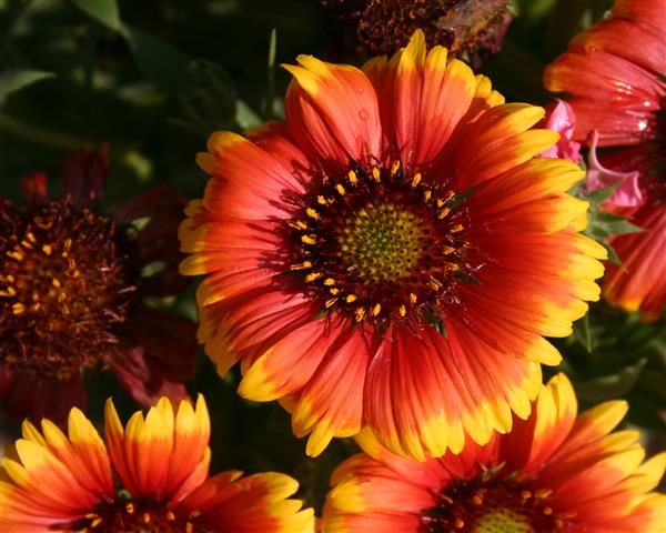 Blanket Flower